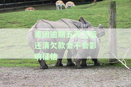 美团逾期五天后还清欠款会影响征信吗？