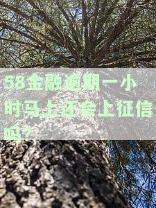 58金融逾期一小时会立即上征信吗？真实情况是什么？