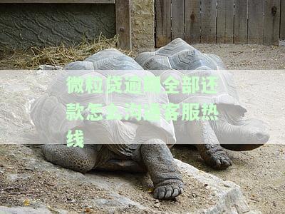 微粒贷逾期全部还款怎么沟通客服热线-微粒贷逾期全部还款怎么沟通客服热线电话