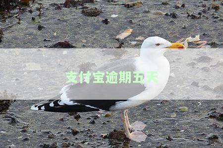 支付宝逾期五天