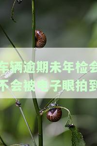 车辆逾期未年检会影响车主的征信吗，逾期未年检，车辆对车主的征信有影响吗？