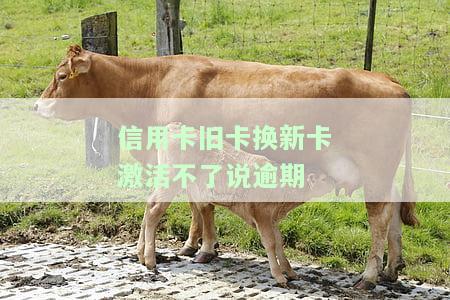 旧信用卡到期、新卡未激活，是否会收取费用？是否安全？应该如何处理？能否继续使用旧卡进行消费？