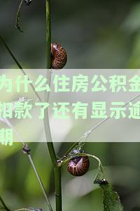 为什么住房公积金扣款了还有显示逾期-为什么住房公积金扣款了还有显示逾期信息