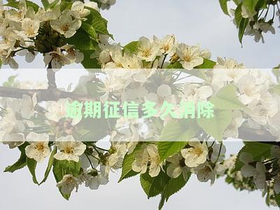 逾期征信多久消除