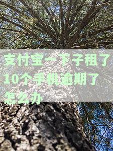 支付宝租手机逾期上征信吗，支付宝租手机逾期是否会影响个人征信记录？