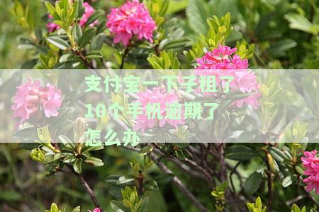 支付宝租手机一个月不想租了？怎么办？年租无需归还，月租可选择，相当于买断？
