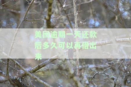 美团逾期一天还款后多久可以再借出来钱，美团借款逾期一天还款后，多久能再次借款？