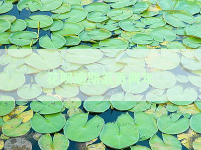 花呗逾期五百两年-花呗逾期五百两年还上四年了对征信有影响吗