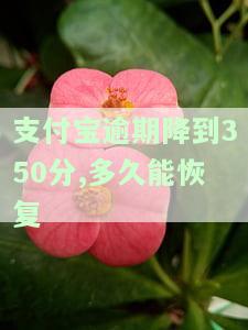 支付宝逾期降到350分,多久能恢复