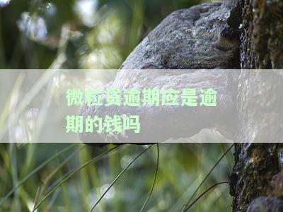 微粒贷逾期是否属于诈骗？法律责任及处理方式解析