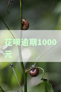 花呗逾期1000元不还款有什么后果_，警惕！花呗逾期1000元不还款的严重后果