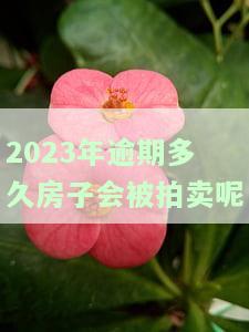 2023年逾期多久房子会被拍卖呢？视频详解及法院处置流程