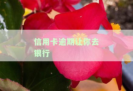 信用卡逾期让去银行办分期，信用卡逾期怎么办？银行分期或是个好选择！