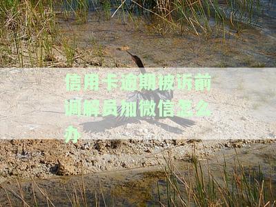 信用卡逾期被诉前调解员加微信怎么办理，信用卡逾期遭诉前调解，如何与调解员通过微信沟通处理？