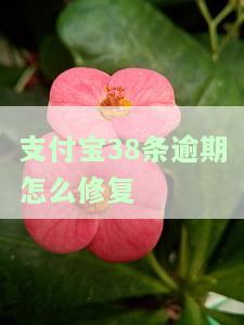 支付宝逾期36天会怎么样，逾期36天！你需要了解支付宝的处罚措和影响
