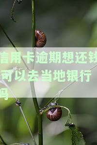 欠信用卡可以去银行还吗，欠信用卡？别慌，银行还款攻略全在这里！