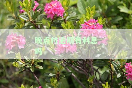 晚点付什么时候还款，晚点付的还款日期是什么时候？