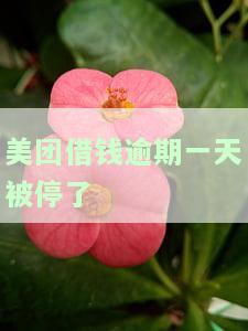美团借钱逾期一天被停了怎么办，美团借钱逾期一天导致账户被暂停，如何解决？
