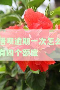 借呗逾期几次后,没额度了，借呗逾期次数过多导致额度清零，该如何解决？
