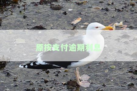 支付逾期付款利息：法律依据、判决书与规定，是否可要求发票？