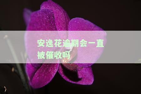 安逸花逾期多久上征信？被打电话提醒了，逾期后果严重！