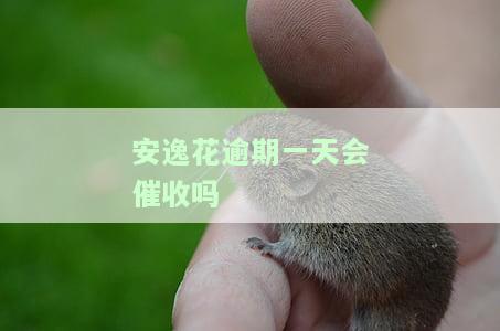 安逸花逾期一天会催收吗？逾期费用、能否再次使用及对后续贷款的影响全解析