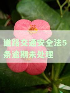 道路交通安全法5条逾期未处理