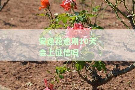 安逸花逾期10天会上征信吗，安逸花逾期10天是否会影响个人征信记录？