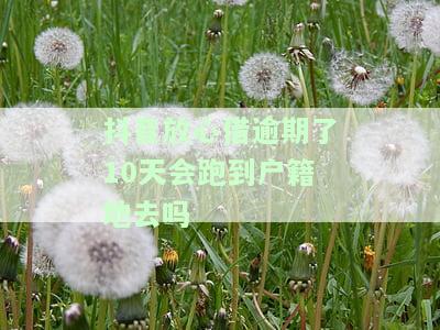 抖音放心借逾期几天上征信？及时还款避免不良记录影响