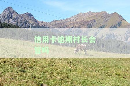 信用卡逾期村长会管吗怎么办，信用卡逾期问题？别怕，村长或能帮你！