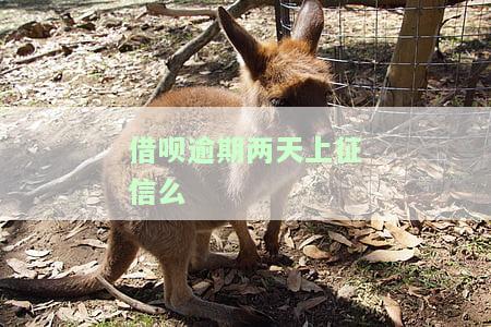 借呗逾期两天会对征信有影响吗，探讨借呗逾期两天对征信的影响