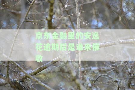 京东融安逸花怎么借款失败了，京东融安逸花借款申请遭拒，原因解析
