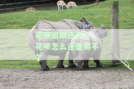 花呗逾期还完了,花呗怎么还是用不了-花呗逾期还完了,花呗怎么还是用不了了