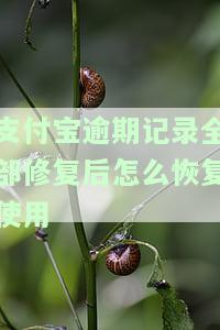 支付宝逾期记录修复了会怎么样，支付宝逾期记录修复：影响有哪些？