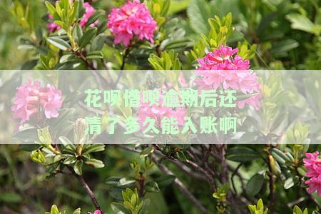 花呗借呗逾期后还完多久还能继续使用，花呗、借呗逾期还款后，多久可以再次使用？