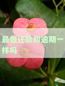 最低还款和逾期有什么区别，理解最低还款与逾期的差异：两者之间的主要区别