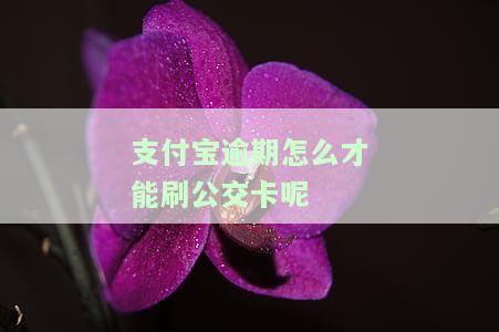 支付宝逾期公交卡用不了，忘记还款？支付宝逾期将影响公交卡使用