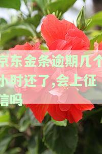 京东金条逾期几个小时还了,会上征信吗-京东金条逾期几个小时还了,会上征信吗