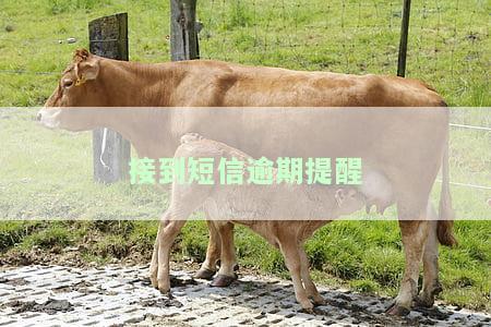 短信说逾期，重要提醒：您的短信显示已逾期，请尽快处理！