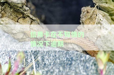 信用卡不知情的情况下逾期上征信了怎么办，信用卡逾期未察觉，如何解决并避免再次影响征信？