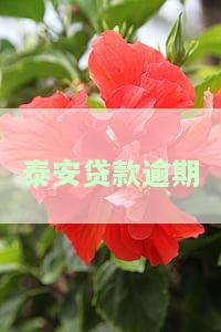 泰安贷款逾期怎么处理，解决泰安贷款逾期问题的有效方法