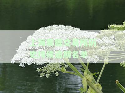 上海票据交易所票据查询：官方平台、披露信息及交易规则全解析