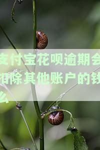 花呗逾期后会从支付宝账户直接扣款吗？真的吗？会自动扣除吗？