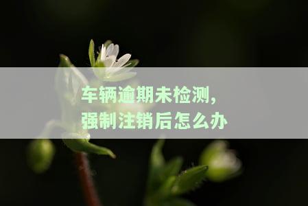 车辆逾期未检测,强制注销后怎么办理，车辆强制注销后，如何处理逾期未检测的问题？