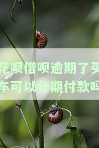 花呗借呗逾期能否办理车贷？了解其对购车的影响