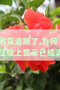 网贷未还，征信却显示已结清？原因及解决办法解析