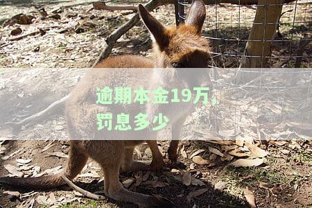 逾期本金19万,罚息多少合适，逾期本金19万，如何计算合适的罚息？