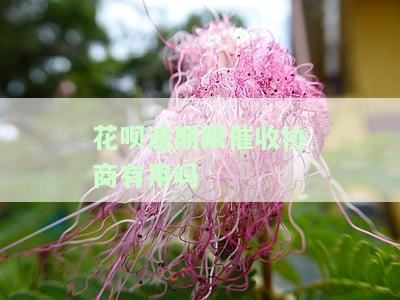 花呗逾期跟催收协商真的有用吗？如何避免催收人员上门？