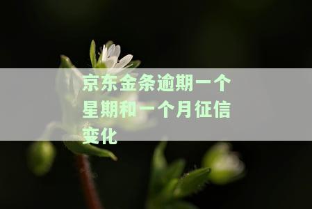 京东金条逾期一个星期和一个月征信变化