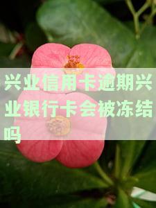 我兴业银行信用卡逾期了还不上怎么办？了解2021年新法规及处理方式，影响征信的时间和被停卡的期限，是否会上征信全知道！